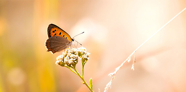 760_375_main_image_topp_inspiration_beratung_therapie